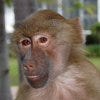 Jungle Island Baboon-Pharoah