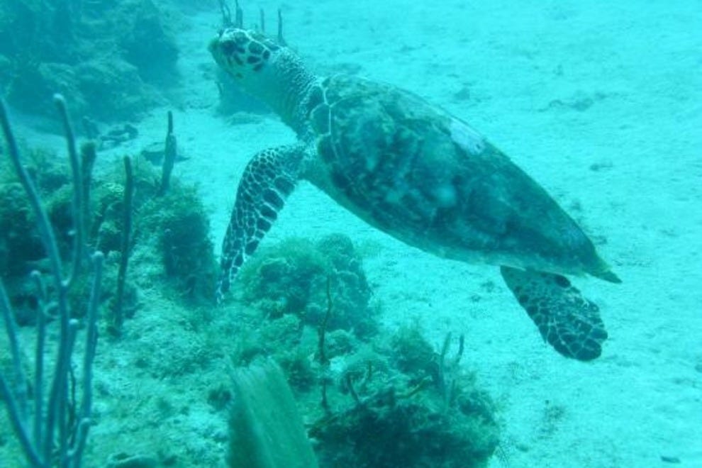 Blue Island Divers U.S. Virgin Islands Attractions Review 10Best