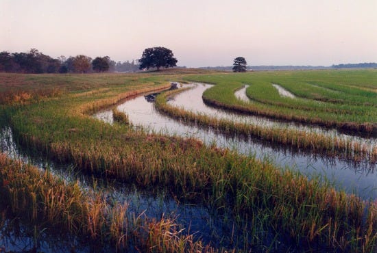 Catahoula_Rice-Resized-_Color