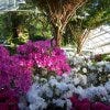 Oak%20Park%20Conservatory%20(interior%20with%20flowers)