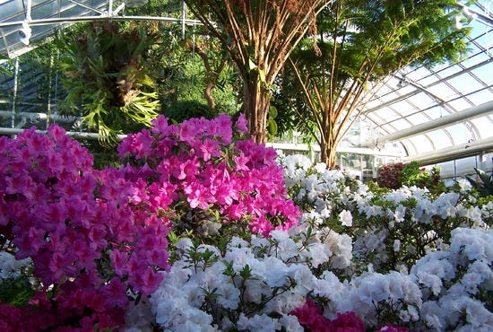 Oak%20Park%20Conservatory%20(interior%20with%20flowers)