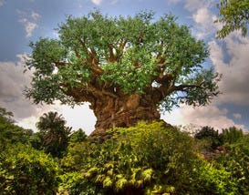 Disney's Animal Kingdom