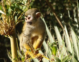 Phoenix Zoo