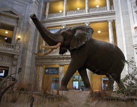 Smithsonian National Museum of Natural History, D.C.