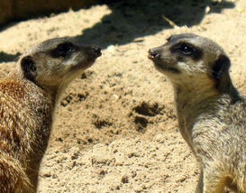 Toledo Zoo