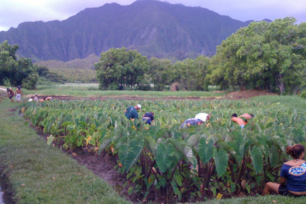 Mahuahua Taro Farm Honolulu Attractions Review 10Best Experts and