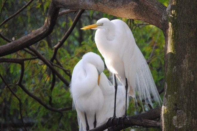 Flamingo Gardens is one of the very best things to do in Fort Lauderdale