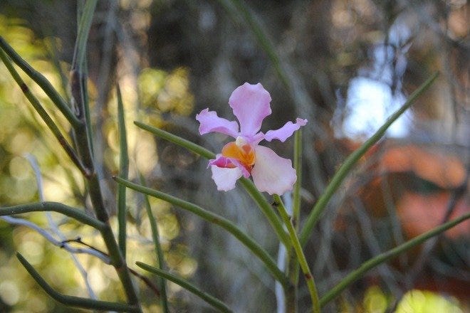 Flamingo Gardens is one of the very best things to do in Fort Lauderdale