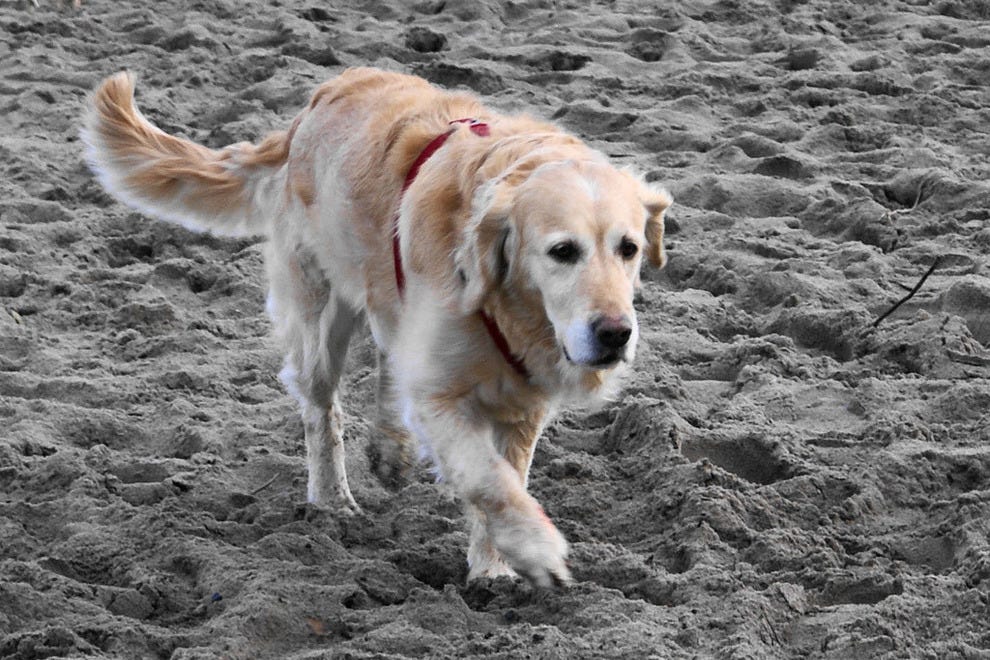 Is Carolina Beach Dog Friendly Is Carolina Beach Dog Friendly