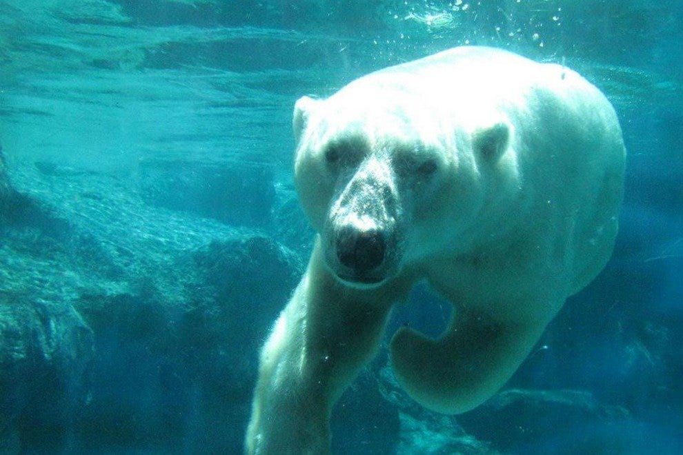 ABQ BioPark Zoo Albuquerque Attractions Review 10Best Experts and