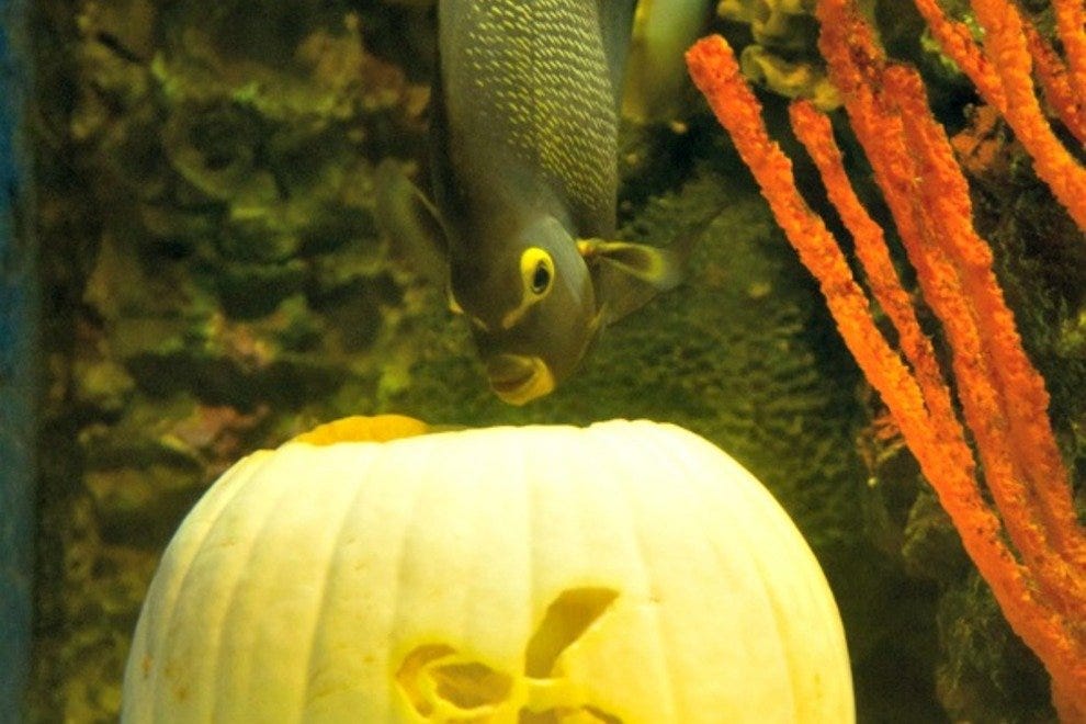 October Spooktacular Events, More Than Ghosts