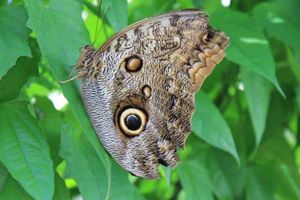 The Butterfly Garden U.S. Virgin Islands Attractions Review 10Best Experts and Tourist Reviews