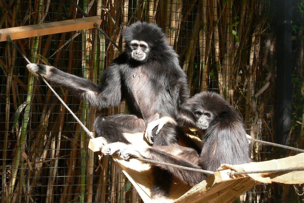 Tucson Zoo Fundraiser to Unite Animal Lovers, Beer Enthusiasts