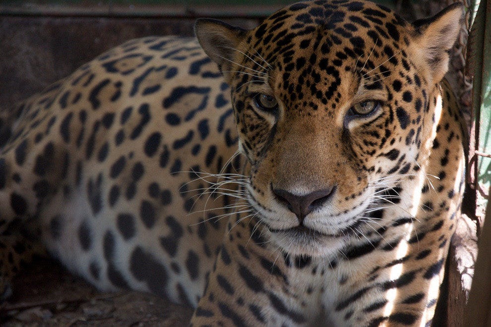 See Costa Rican Jungle Cats at La Paz Waterfall Gardens