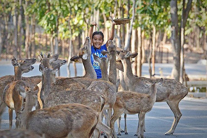 Dusit Zoo is one of the very best things to do in Bangkok