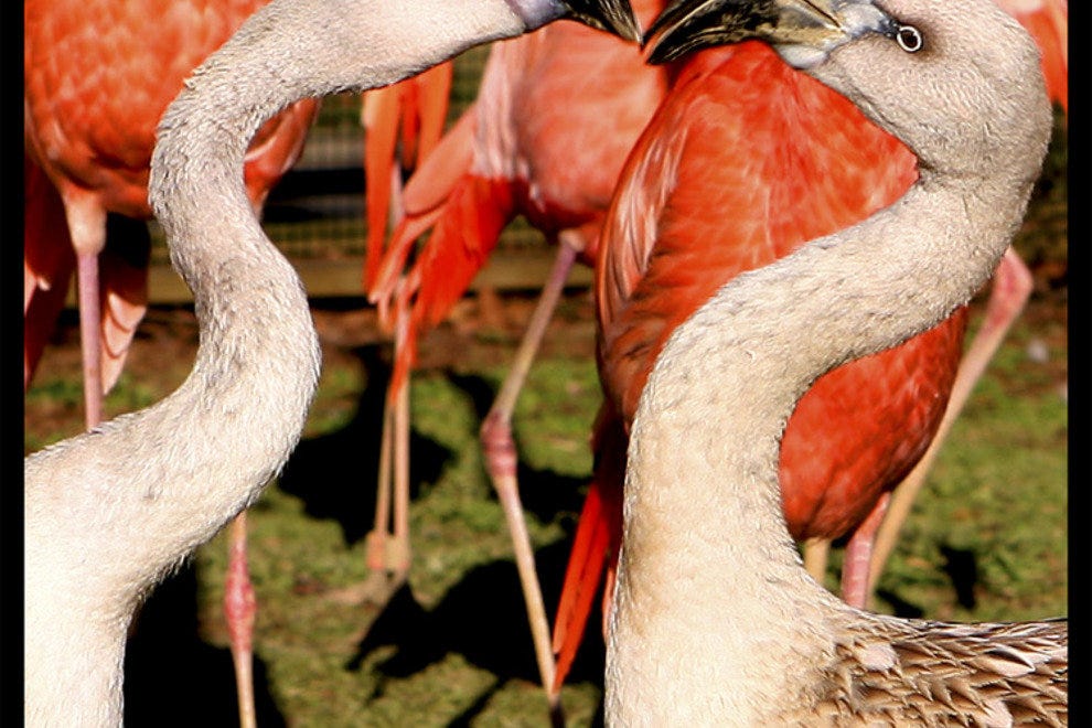 Birmingham Zoo: Birmingham Attractions Review - 10Best Experts and