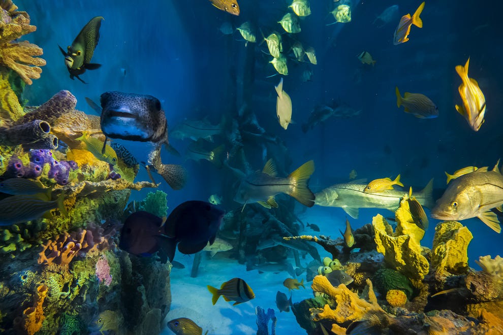 Swim with the Fishes at Guy Harvey RumFish Grill & Bar