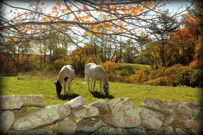 The Inn on the Horse Farm