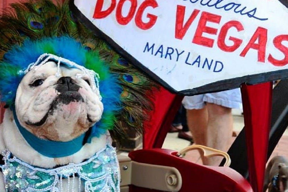 Dog Days of Summer Celebrated during D.C. Suburb Shopping Event