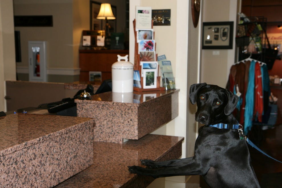 Best Pet Friendly Hotel Winners (2016) USA TODAY 10Best