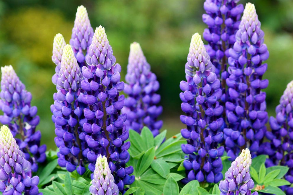 Why vegans and celiacs love lupin, the next big health craze
