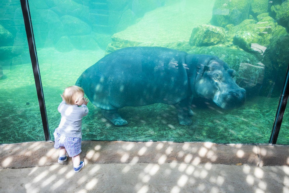 Best Zoo Exhibit Winners (2019) USA TODAY 10Best