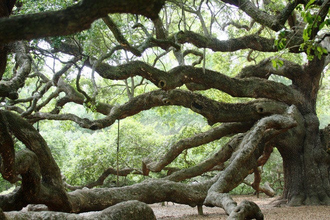 Angel Oak Is One Of The Very Best Things To Do In Charleston
