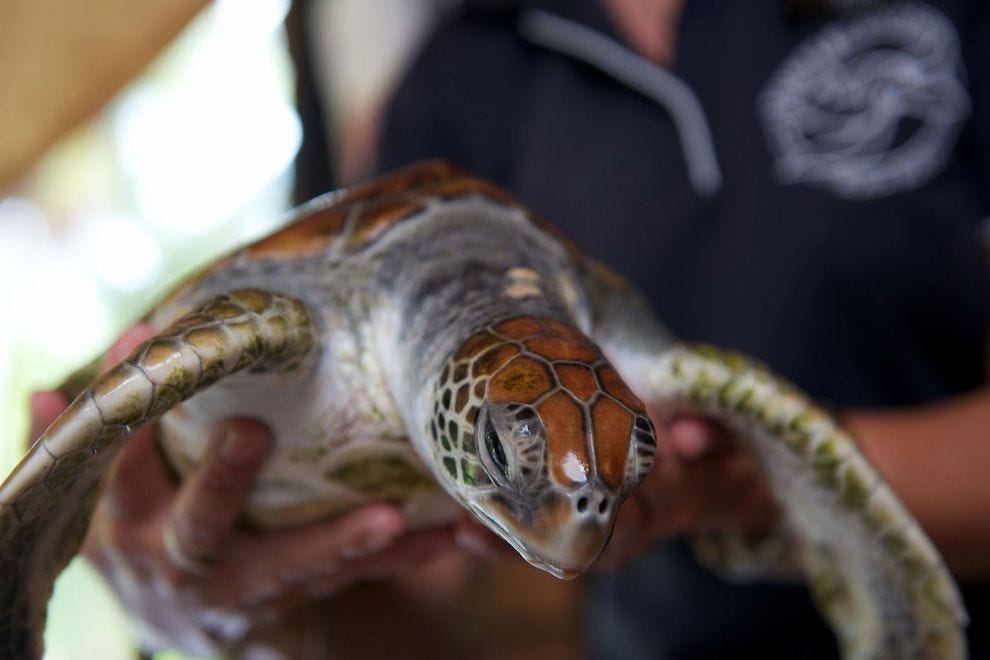 Le Turtle Center du Méridien Bora Bora a été inspiré par un invité en 2000 et fonctionne toujours fort