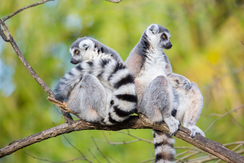 Lemurs hang out at Seattle's Woodland Park Zoo