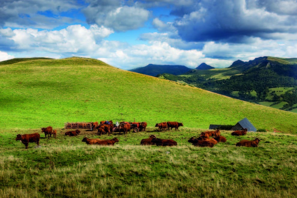 Salers cattle in a pasture