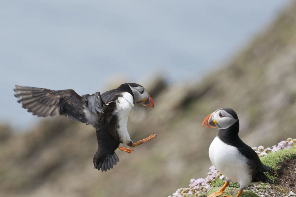 See puffins nesting in Shetland this summer