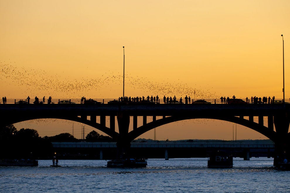 Congress Avenue Bridge bats
