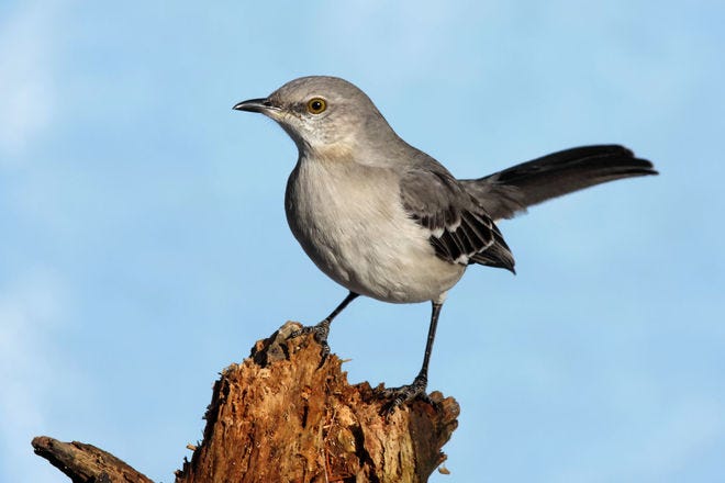 22 BLACK and WHITE Birds Found in the United States! - Bird