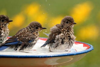 Do you know all 50 state birds (plus the official bird of D.C.)?