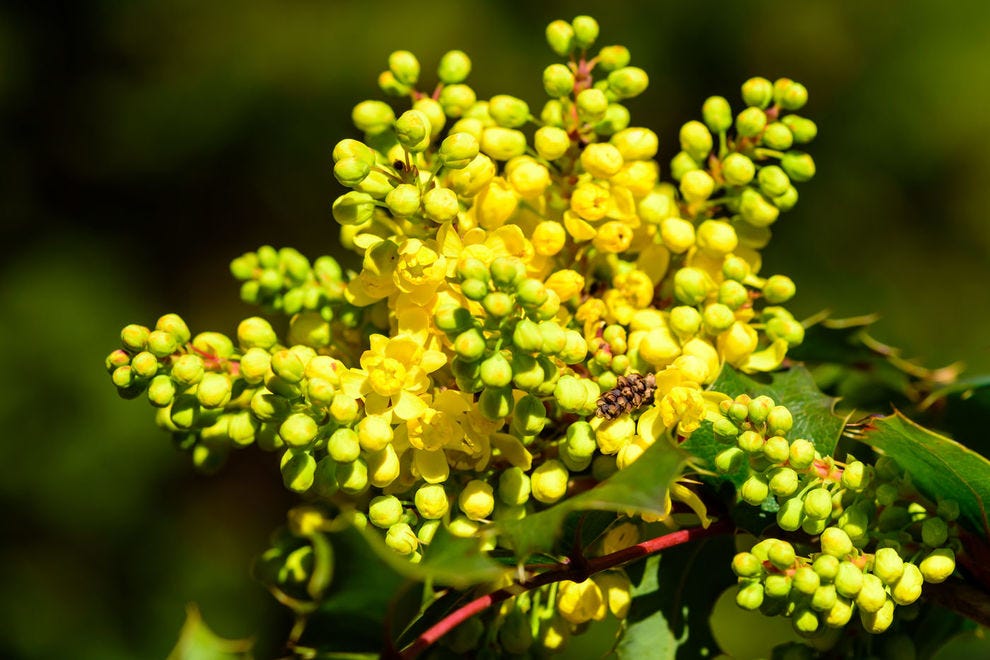 Oregon Grape