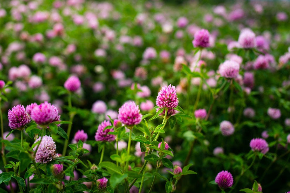 Red clover