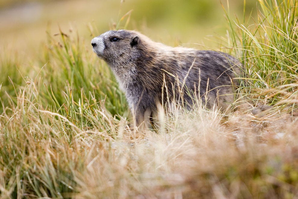 An Olympic marmot at sunrise in Olympic National Park Forest