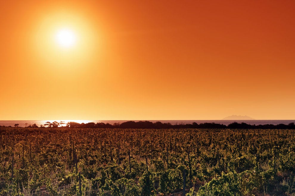 Vineyards on the coast of Corsica