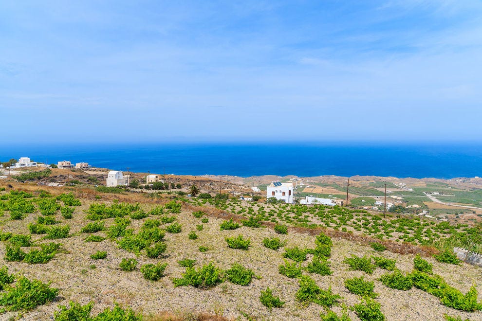 Basket-shaped vines on Santorini