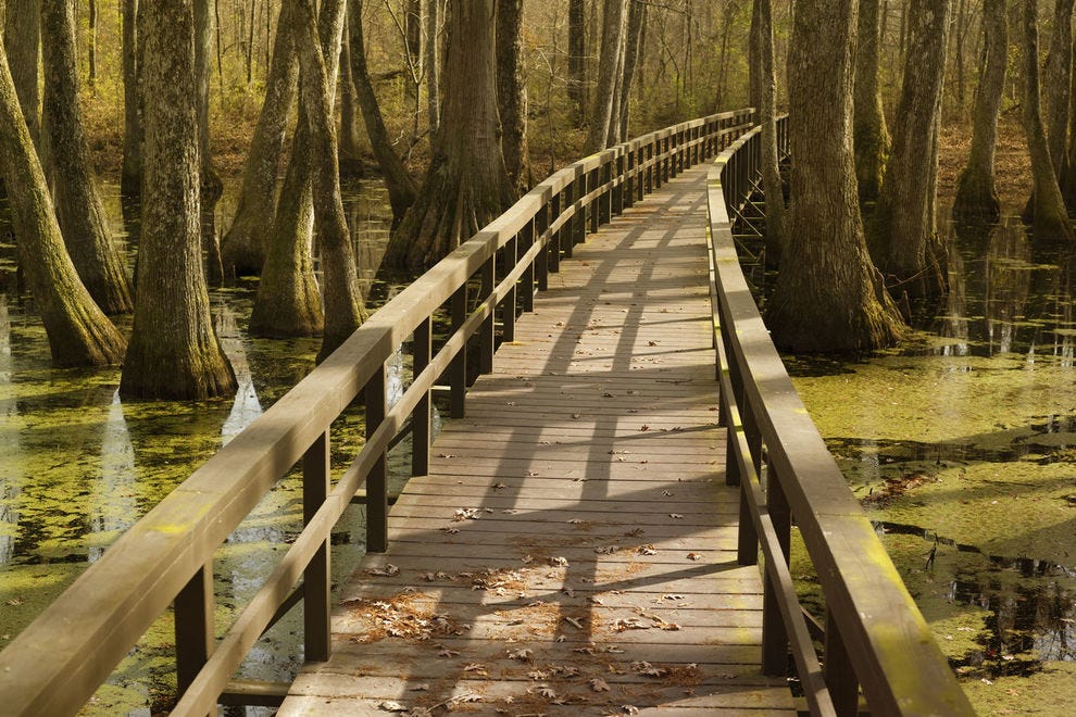 Greenville Cypress Preserve