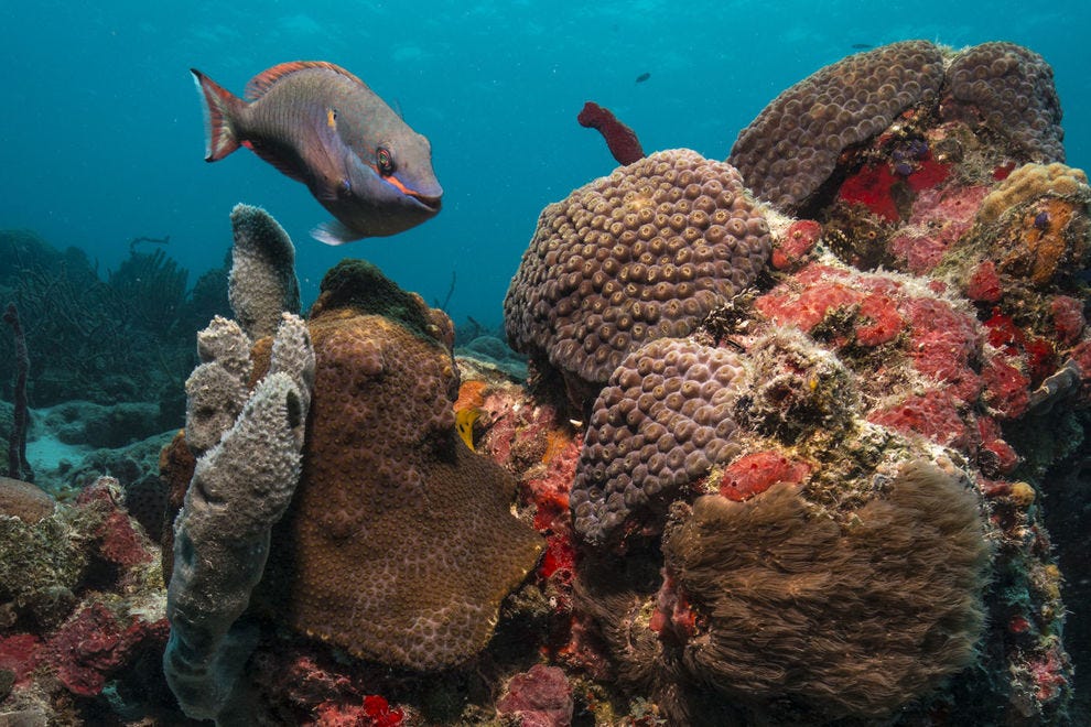 Colorful reef underwater