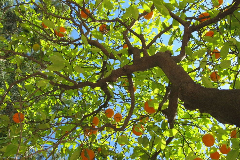 Valencia orange tree