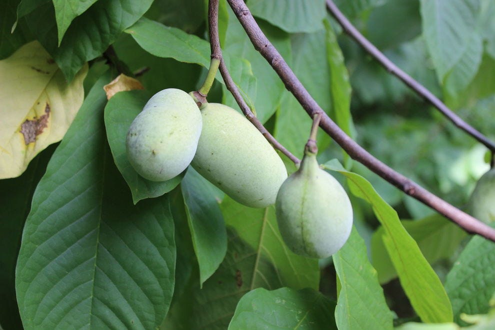 Paw paws on a tree