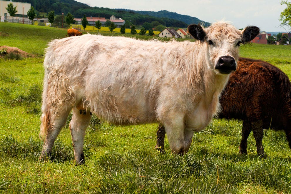 Everything you want to know about fluffy cows