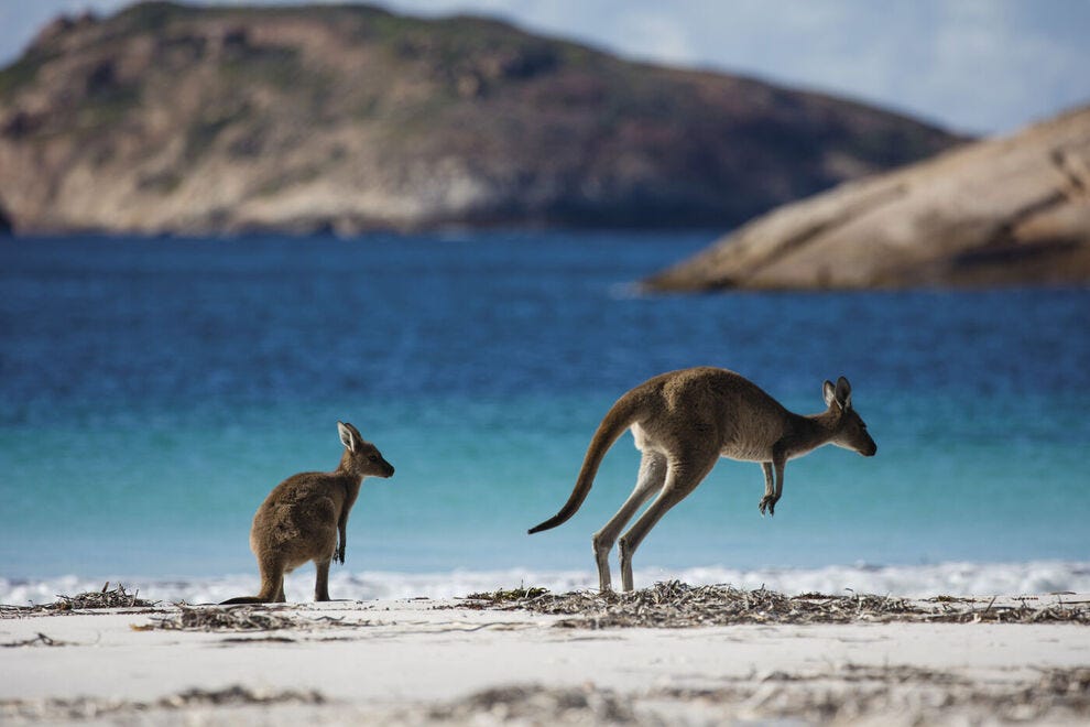 Kangourous à Lucky Bay, parc national de Cape Le Grand