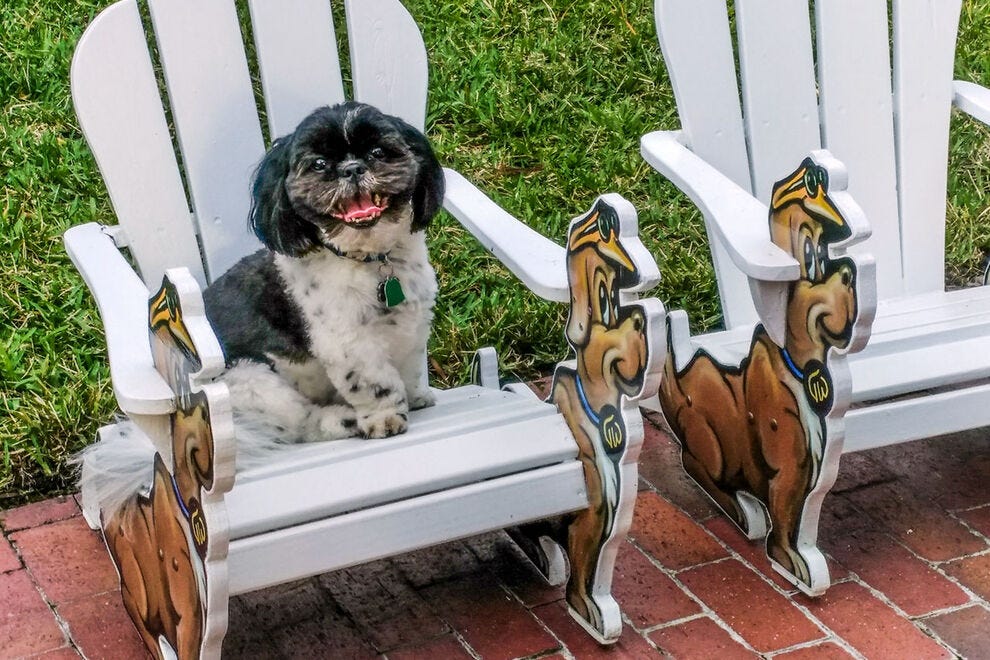 Dog playground at TradeWinds Island Grand Resort, St. Pete Beach, Florida