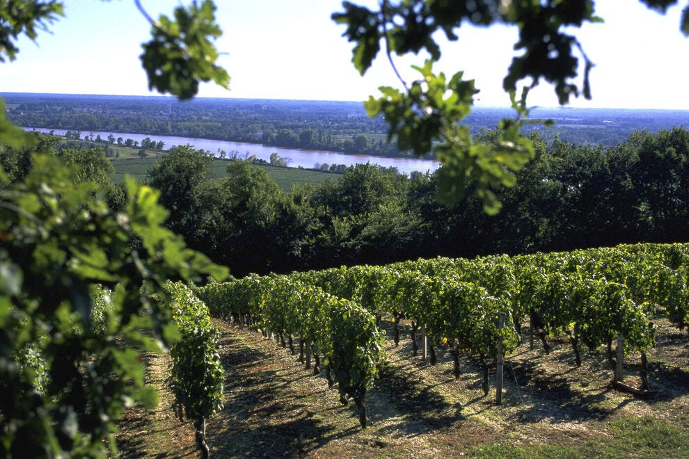 Vines against the backdrop of the Garonne River