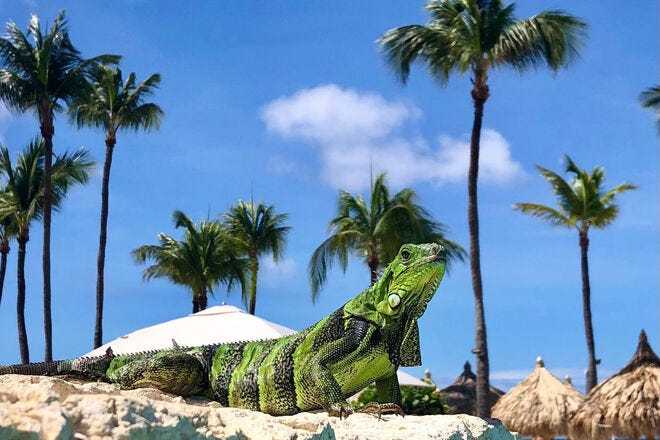 Hyatt Regency Aruba Resort and Casino