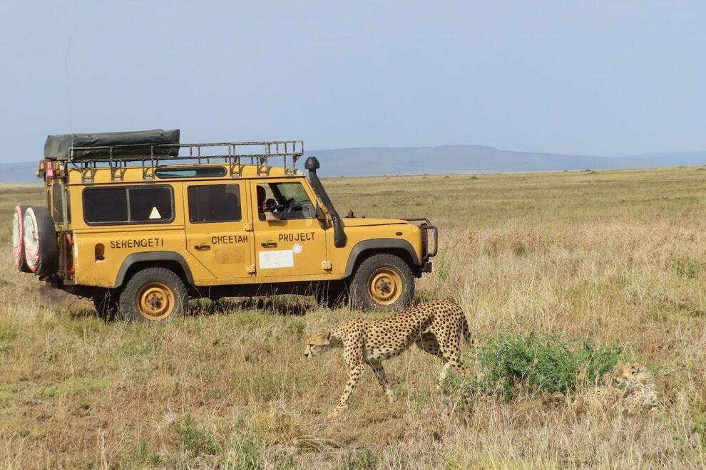 Cheetah Project, supported by Asilia Africa in Tanzania