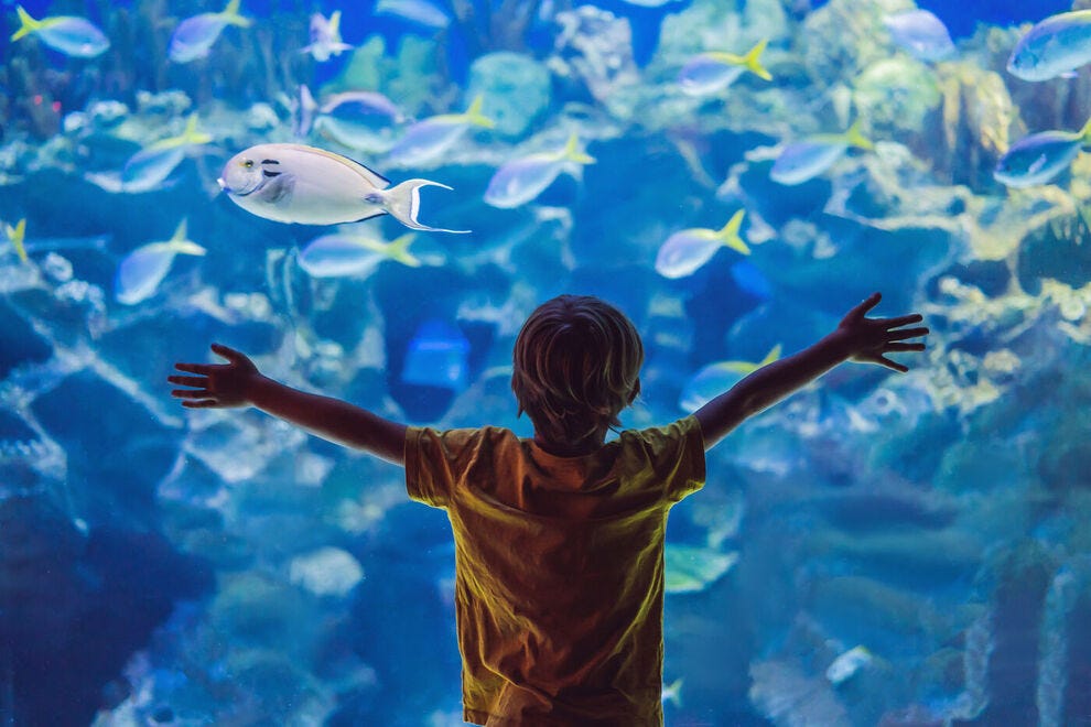 10 best aquariums in the United States, according to readers